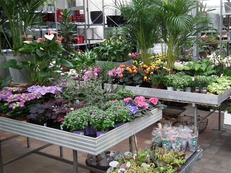 Stueplanter skanderborg plantecenter.dk