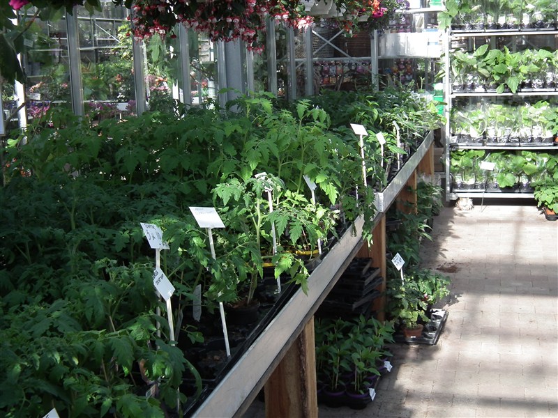 Diverse tomatplanter m.m.